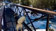 9-meter river crossing was built in Almaty mountains