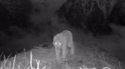 Lynx caught on camera in Katon-Karagai National Park
