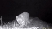 Curious predator: amusing footage captured by camera trap in East Kazakhstan region