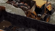 Over 700 seals found dead on Mangystau coastline
