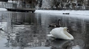 Swans were born in Almaty Zoo