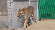 'Event of historical scale' CNN talks about the return of tigers to Kazakhstan
