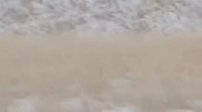 “Locked with horns”: argali rescued near Astana