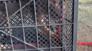 Lion cub was offered for sale in Shymkent