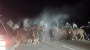 Horsemen block Almaty-Khorgos highway during kokpar game