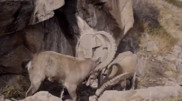 'Mountain goats and wild boars': Rare footage captured in Ile-Alatau National Park