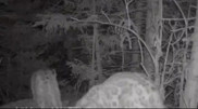 “Rare snow leopard offspring“ spotted in Kazakhstan: Unique footage captured