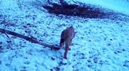 'Listed in Red Book': Footage of rare animal captured in Kazakhstan