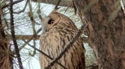 Kazakhstani captures long-eared owl on video in Almaty