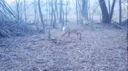 “Significant event“: rare animals filmed in Charyn National Park
