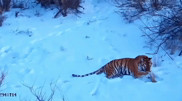 First wintering of tigers in Kazakhstan captured on video