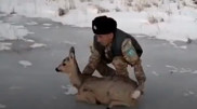 “Stuck and unable to get up:“ Roe deer rescued on Lake Alakol
