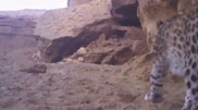 Rare leopard spotted in Kazakhstan