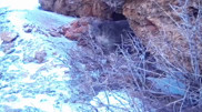 Snow leopard caught on camera in Turkestan region