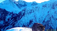 Funny video featuring snow leopard was filmed in Kazakhstan