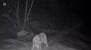 Camera traps in Sayram-Ugam National Park captured several rare animals