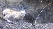 Lynx cubs captured in Almaty Nature Reserve