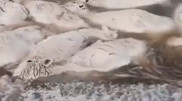 Thousands of dead saigas: alarming video explained by the Ministry of Ecology