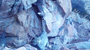 Rare snow leopard caught on camera in Ile-Alatau National Park