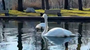 Almaty Botanical Garden appeals to Kazakhstanis