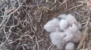 Rare buzzard chicks spotted at Charyn Canyon