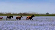 Photographer captures dreamlike footage with horses near Almaty