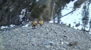 Unexpected encounters with wildlife caught on camera in Kazakhstan