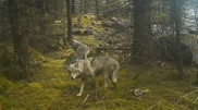 Wolves like in the movies: stunning footage captured in the mountains of Kazakhstan
