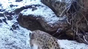 Snow leopard caught on video in Kolsai Lakes