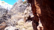 Fairy tale-like bears: unusual footage captured in southern Kazakhstan