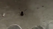 'Mouse-sized' spiders alarm residents in Atyrau suburb