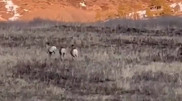 'A rare sighting': argali captured on video in Karkaraly National Park