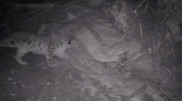 Snow leopard and bear spotted in Kolsai Lakes National Park