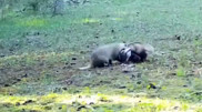 Almaty badgers caught on camera and amuse social media