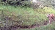 Wildlife in the spotlight: Unique footage from Ile-Alatau National Park
