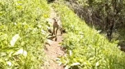“Unique footage“: maral calf filmed in a National Park in southern Kazakhstan