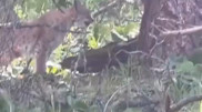 Tourist films predator in Katon-Karagai National Park
