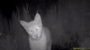 Snow leopard and rare lynx caught on camera in Kazakhstan
