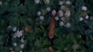 “Like a fairy tale”: rare footage of Siberian roe deer captured by drone in Kazakhstan