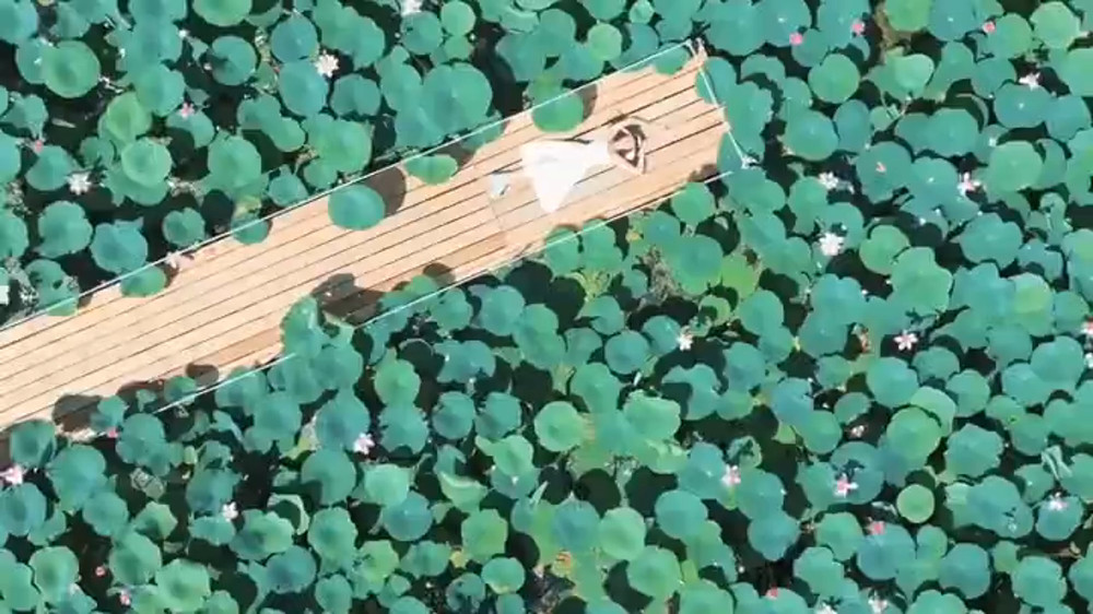Lotuses bloom in Atyrau: Rare footage shared online