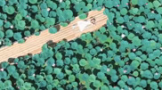 Lotuses bloom in Atyrau: Rare footage shared online