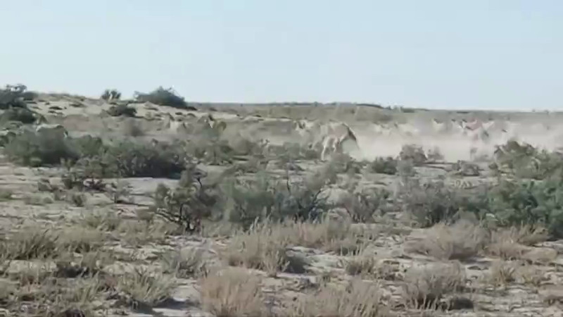 Image created from video / Instagram @barsakelmes39