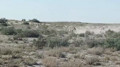 Endangered kulan herd filmed in Kyzylorda region