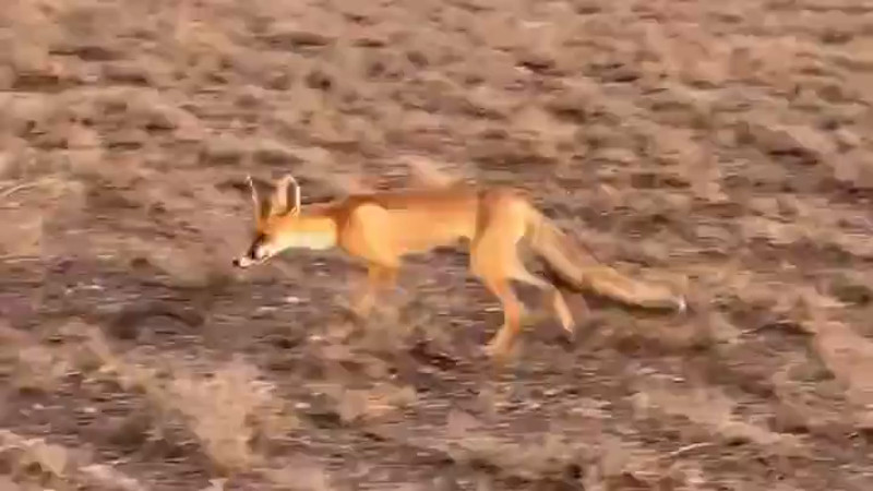 Video from Natalia Chechulina