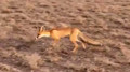 “We got lucky“: Italian tourists spot fox in Altyn-Emel National Park