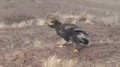 First flight of a rare steppe eagle chick filmed in Almaty region