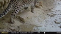 Rare leopard captured on camera in Mangystau region